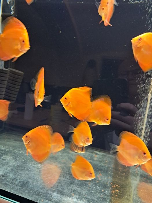 Paletki wielkość 6 cm.