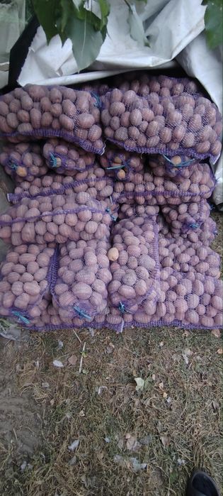 Продам картоплю