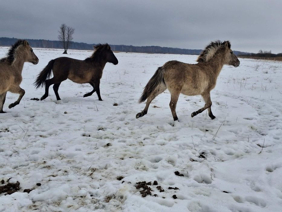 Sprzedam źrebięta konik polski