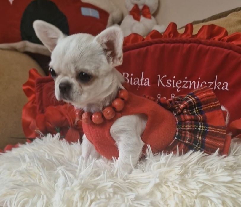 Chihuahua piękna dziewuszka