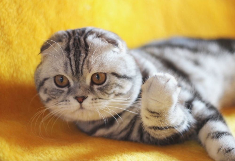 Невиправний Шотландський ловелас шукає музу!