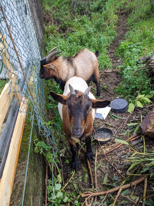 Vendo 4 cabras anãs muito meigas