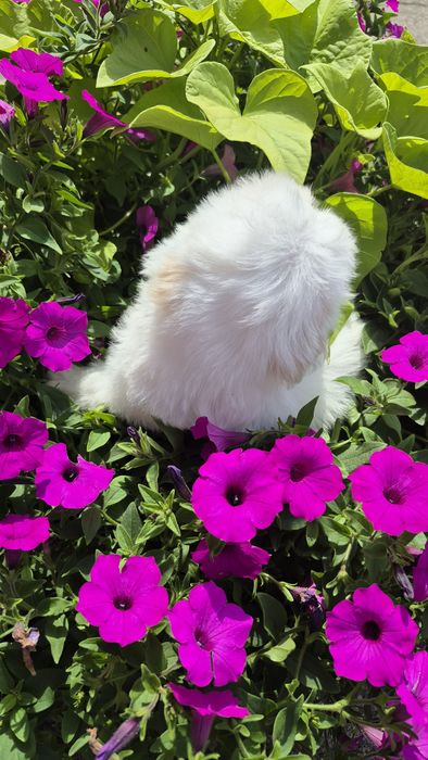 Shih-Tzu biały piesek