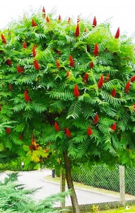 Продам сумах или "оленей рог"