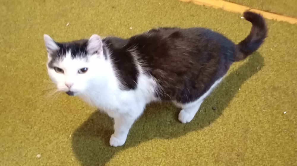 Віддам кішку, безкоштовно