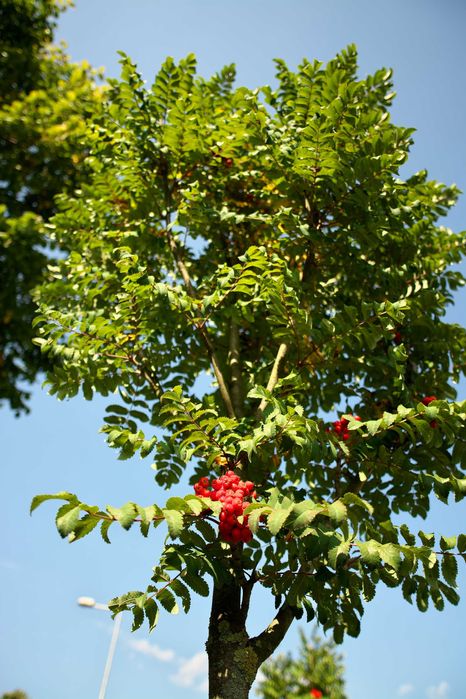 Samyang 16 2.0 - mocowanie Nikon F stan idealny b.ostry