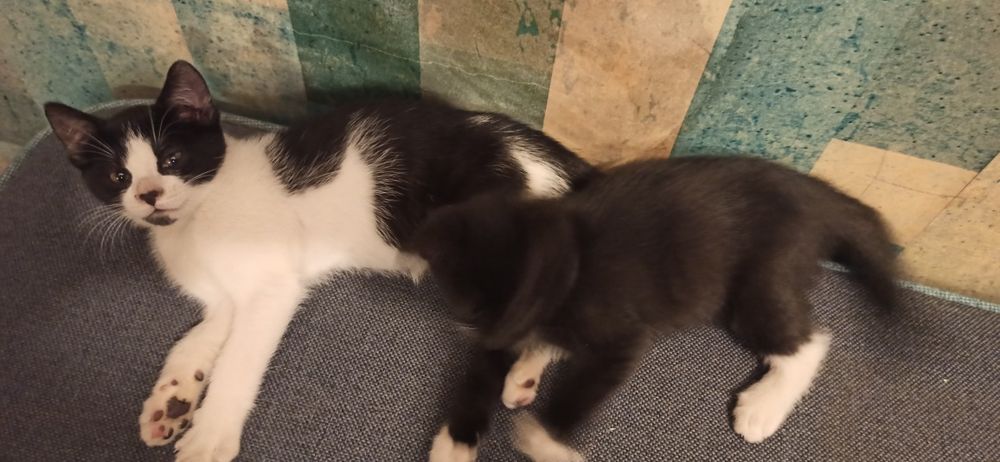 Oddam kotki w dobre ręce