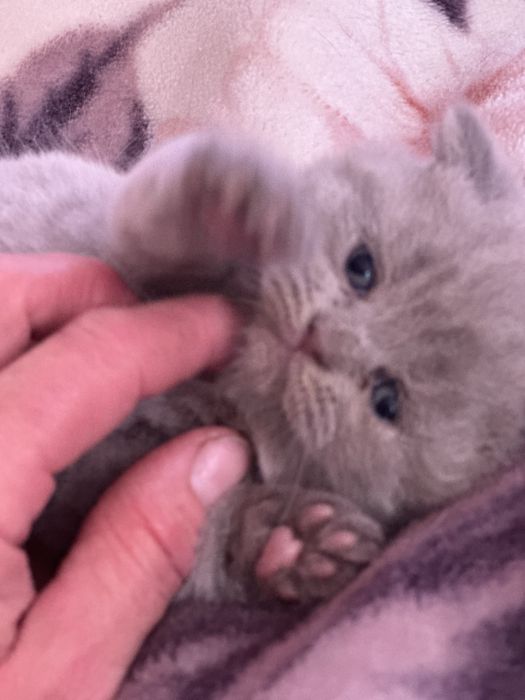Шотландські кошенята