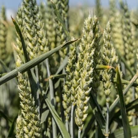 Насіння яра пшениця сорт Шірокко