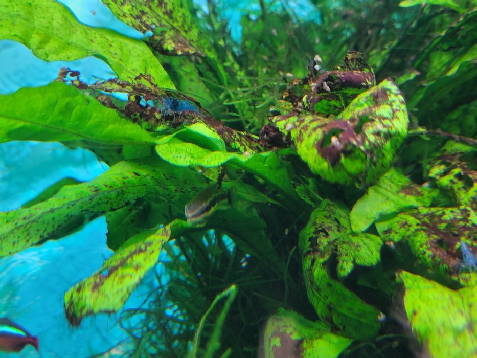 Camarões  neocaridina blue dream