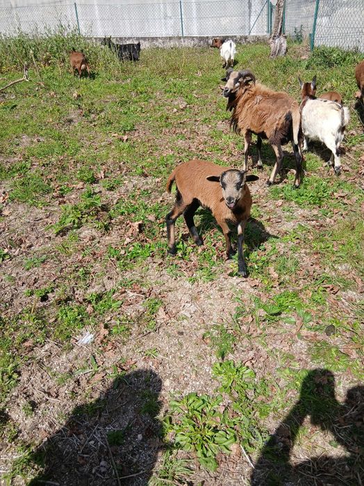 Vendo anho com 3 meses