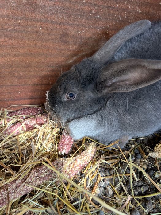 Полтавське срібло, Бургундія, голубий строкач