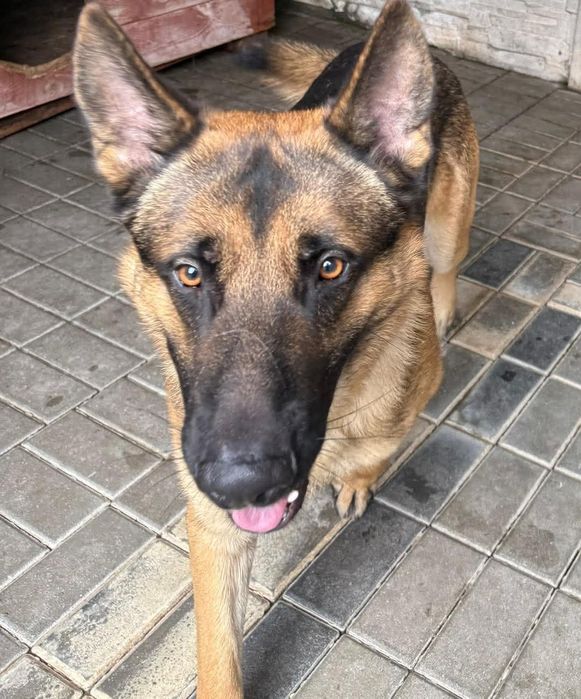 Młody owczarek do adopcji- Franek szuka domu