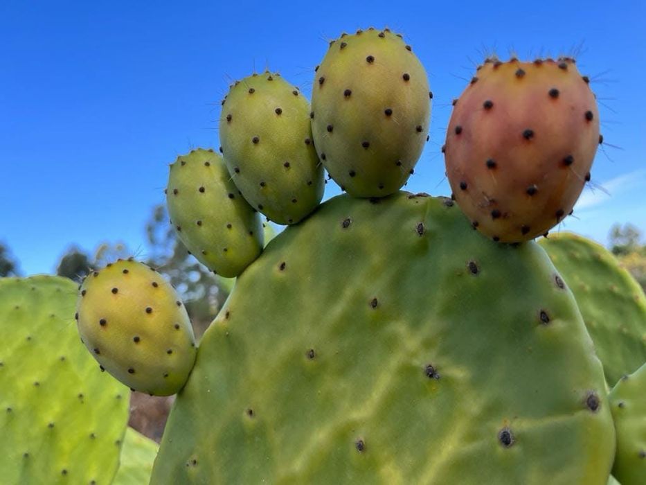 Figo e Figueiras da India