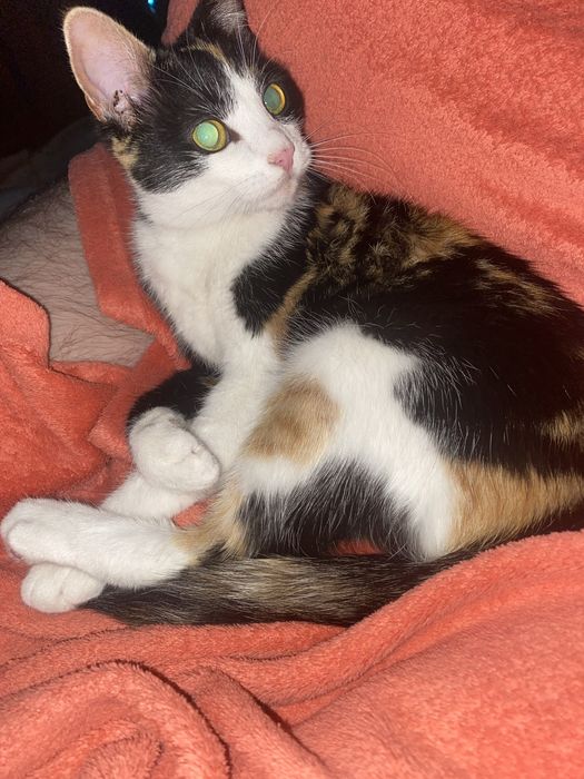 Зникла кішка