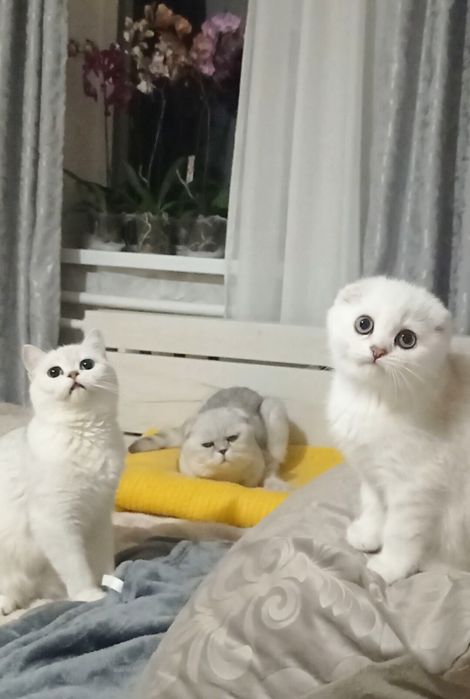 Шотландська дівчинка фолд шиншила срібло