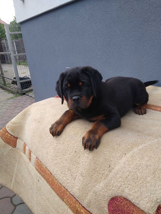 Rottweiler szczenię ZKWP/FCI