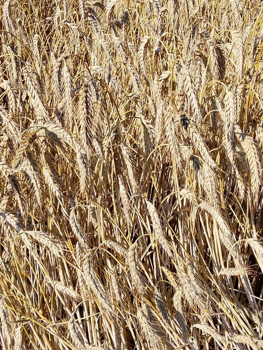 Pszenżyto czyste, suche Zboże pasza zbiór 26 owies żyto