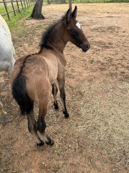 Venda de cavalos ,potros, e burros bem tratados.