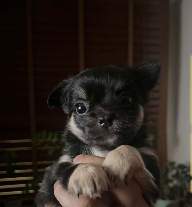 Chihuahua długowłosa samiec FCI