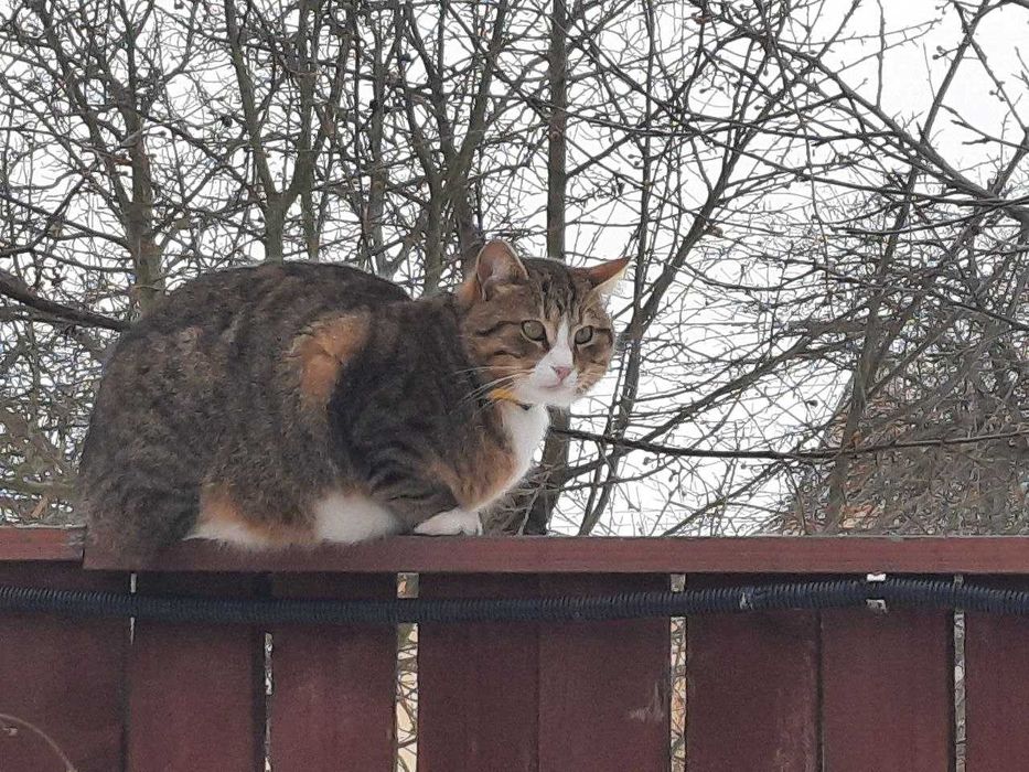 Здається баня на дровах вул. Газопровідна