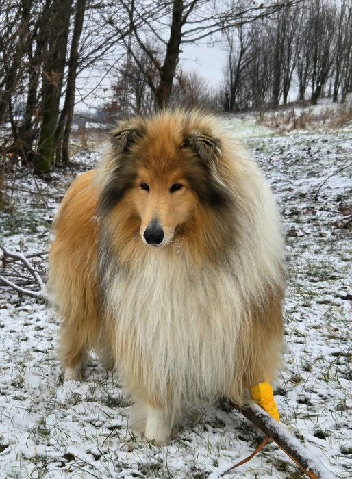 -Reproduktor/ krycie - Owczarek Szkocki Collie