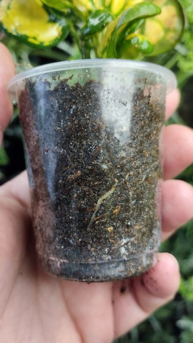 Кротон Codieum Tonghoo