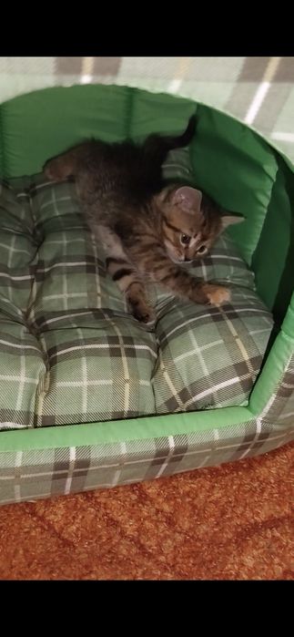 Отдадим котят в "хорошие руки"