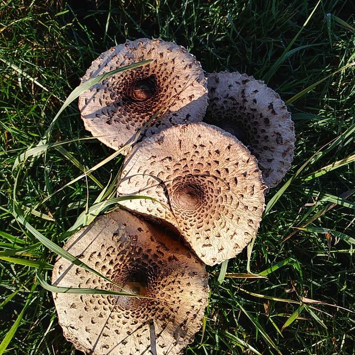 Kania marynowana 500ml