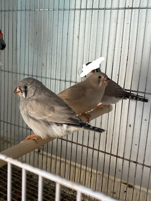 Mandarins de exposição 2026