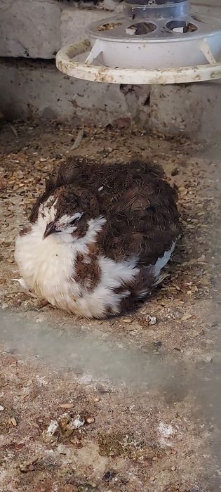 Jaja lęgowe przepiórki celadon