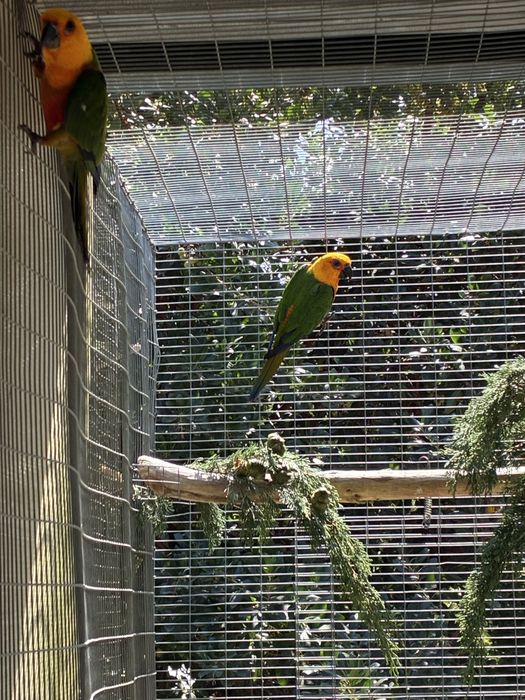 Aratinga jandaya