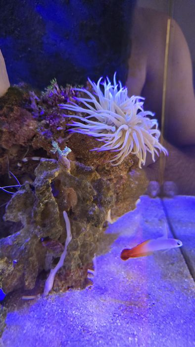 Aquario agua salgada COMPLETO