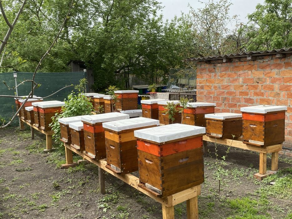 Бджолопакети, сімї