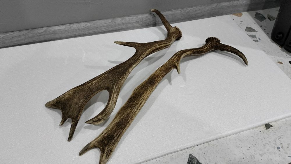 Продам роги . Лань