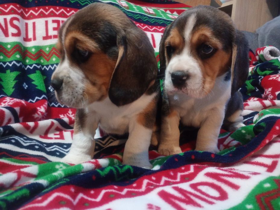 Piękna suczka Beagle