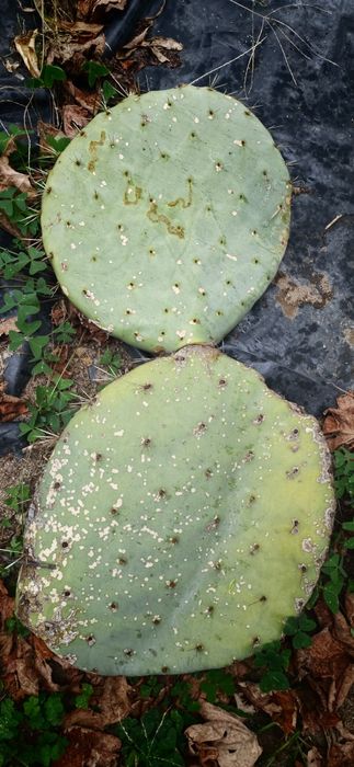 Cactos orelha de Mickey