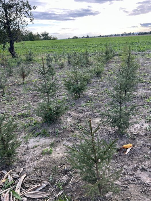 Drzewka Swierk Sosna Brzoza