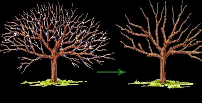 Обрезка Садаааа!!!