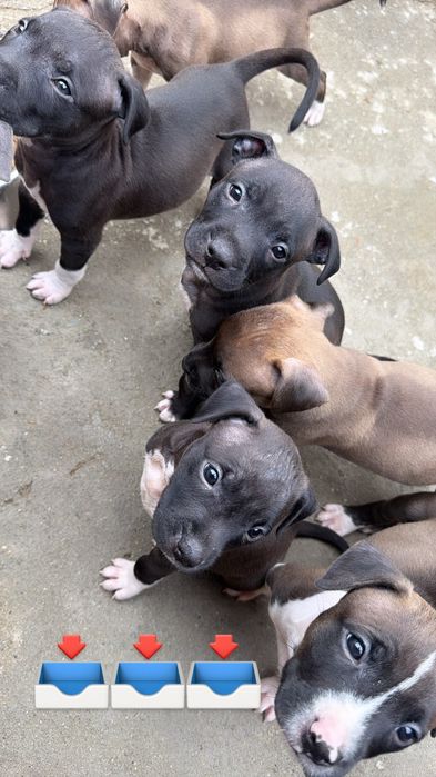 Caes bebes com 1 mes e 16 dias