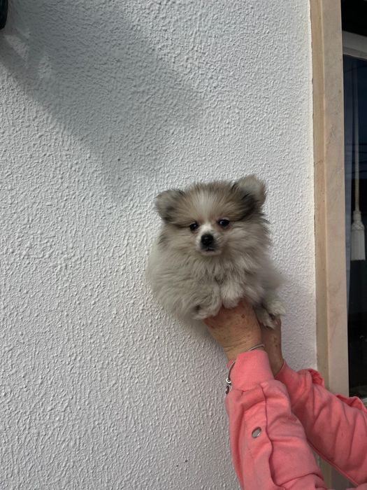 Sptiz  fêmea excelente pequenina