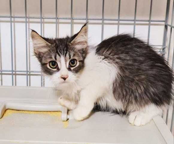 Котенок Шерлок, 2,5 месяца, ищет семью!