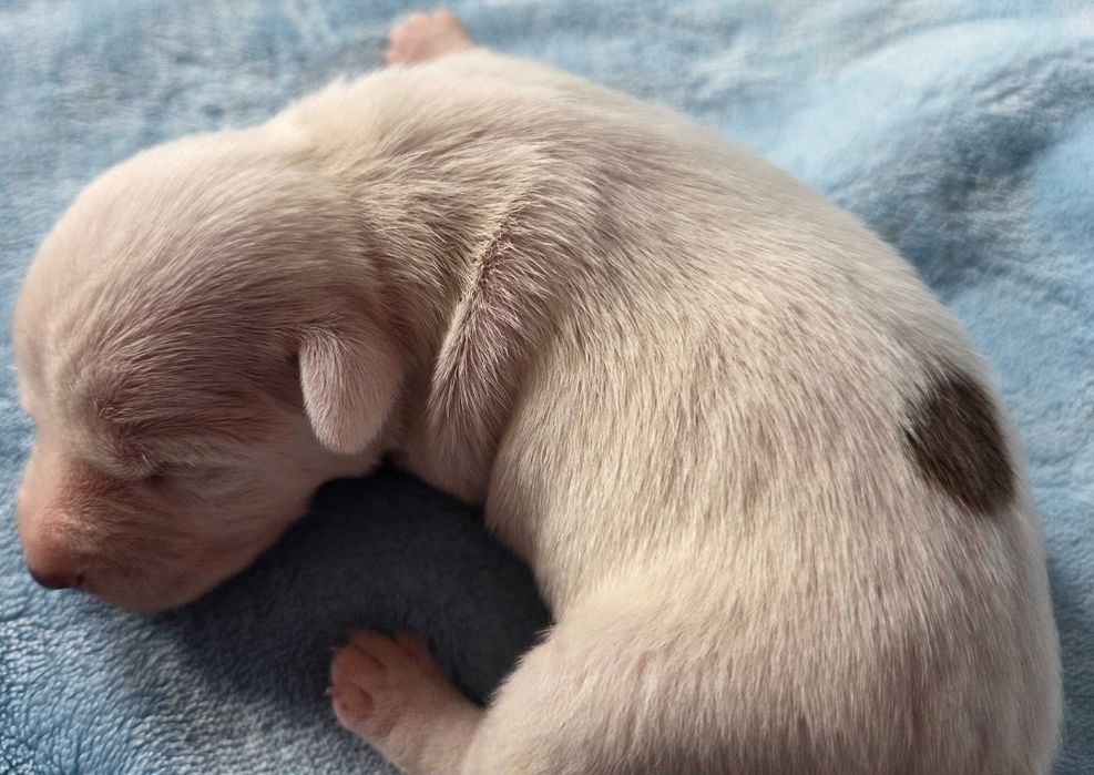 Jack Russell Terrier piesek gładkowłosy 3#