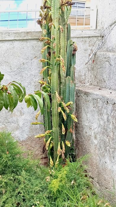 Cacto Mandacaru 13 anos (4m)