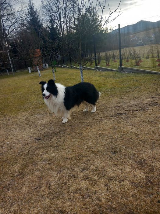 Border Collie ZKWP FCI pies
