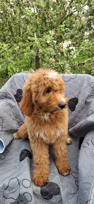 Goldendoodle f1 standard