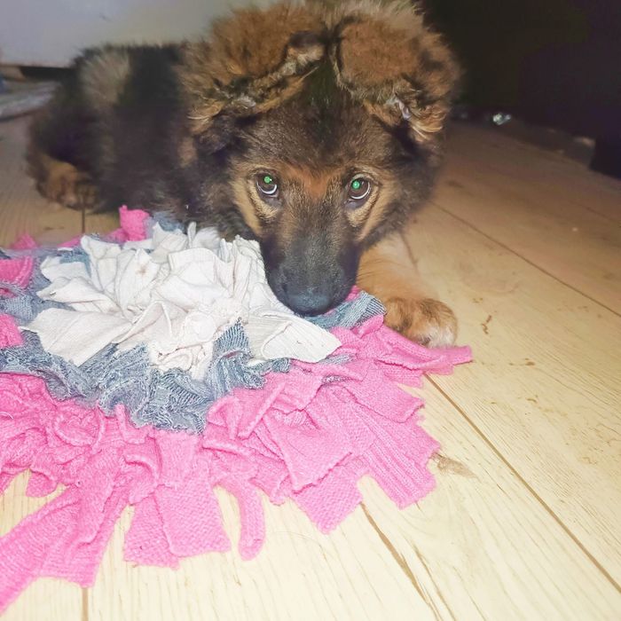 Szczeniak w typie Owczarek Niemiecki ,szuka domu.