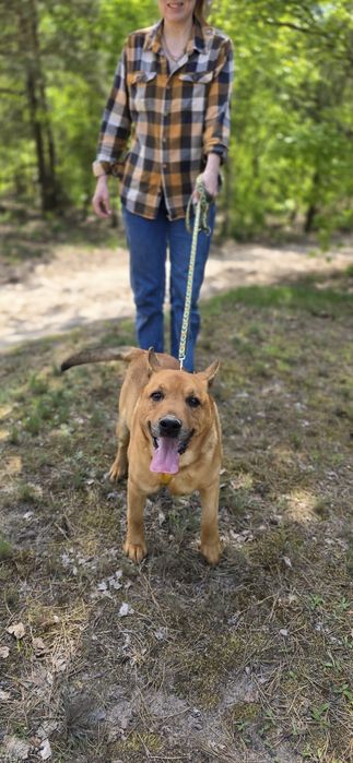 Super pies Spejson czeka w schronisku na domek