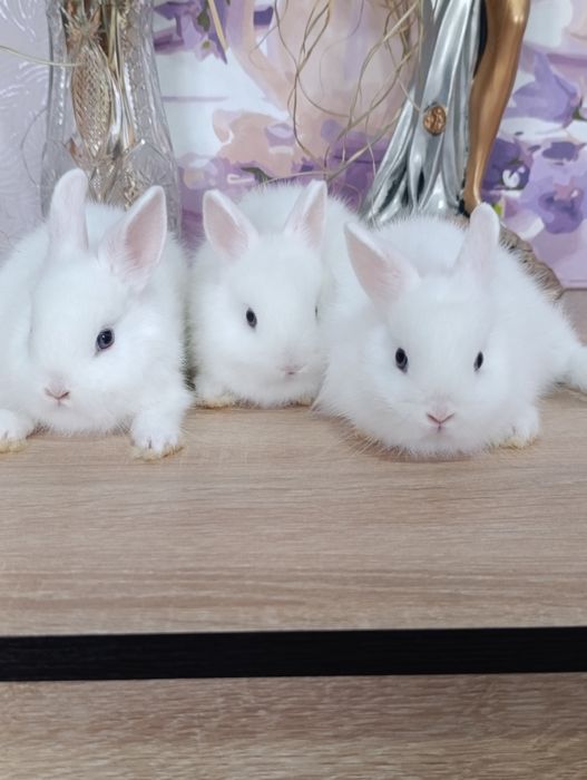 Карликовые кролики, самцы