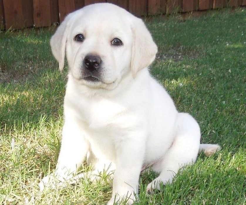 Білий Мішка Лабрадор Ретрівер цуценята з Документами Доставка Німечину